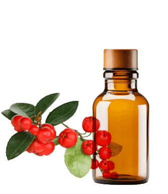 gaultheria-oil